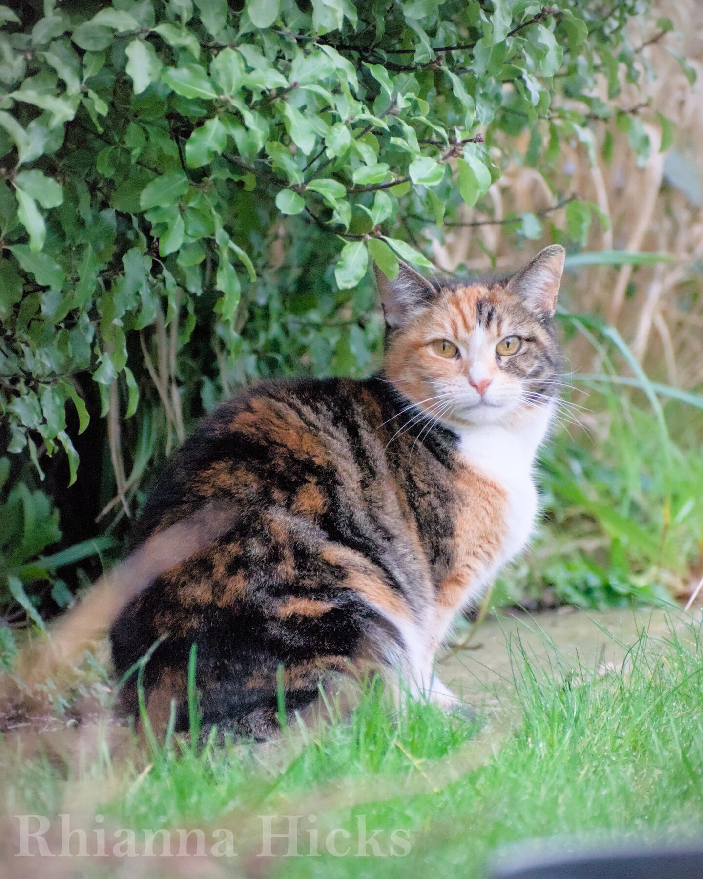 Calico cat — grey sky's