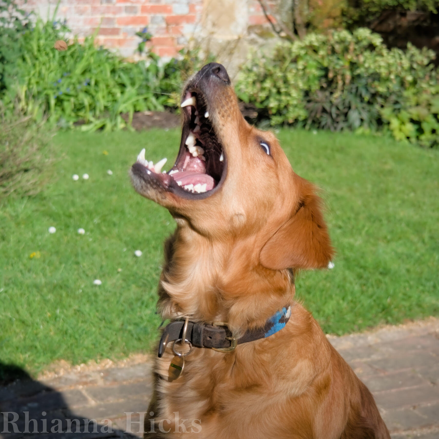 Treat catching