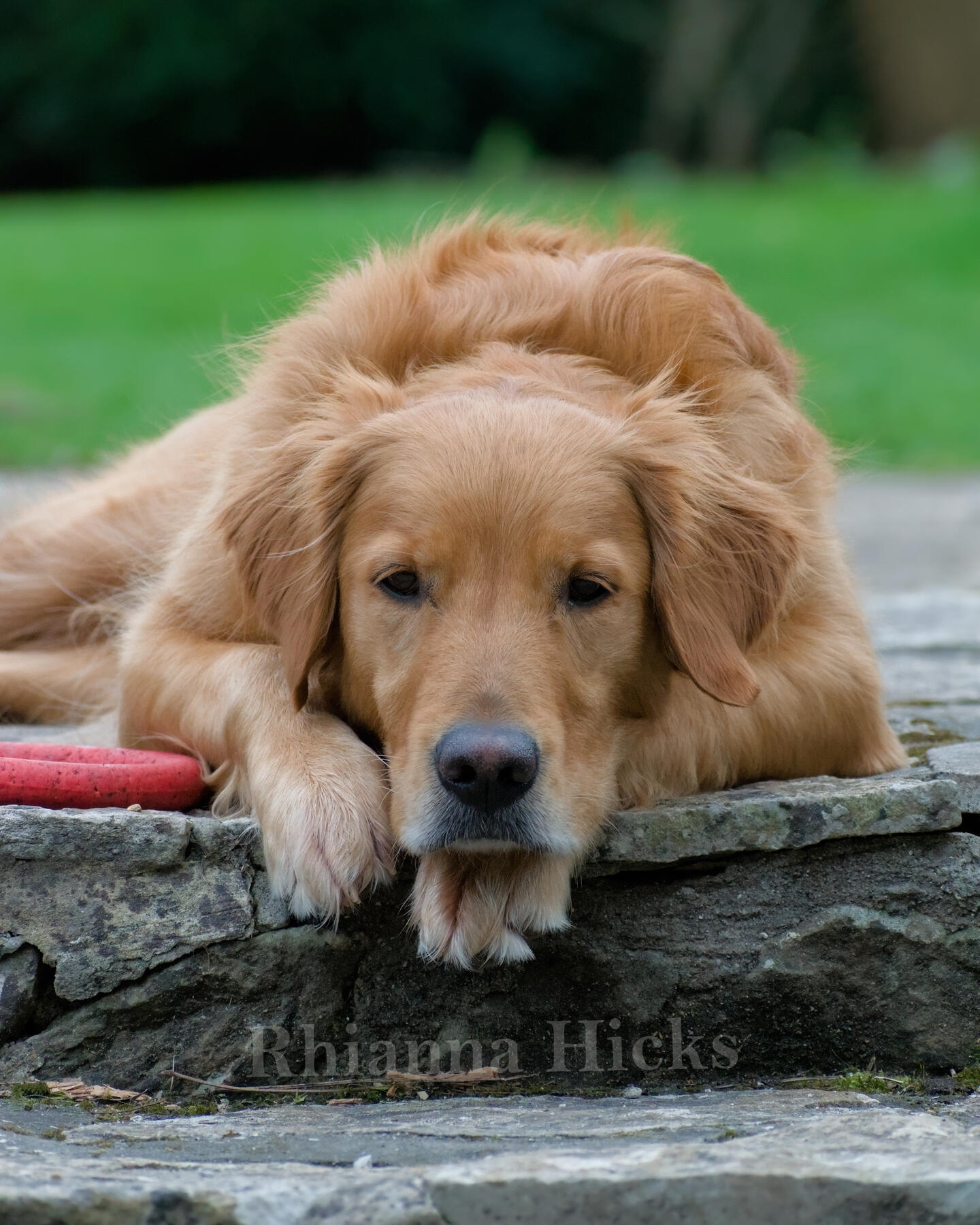 Golden Retriever — grey sky's