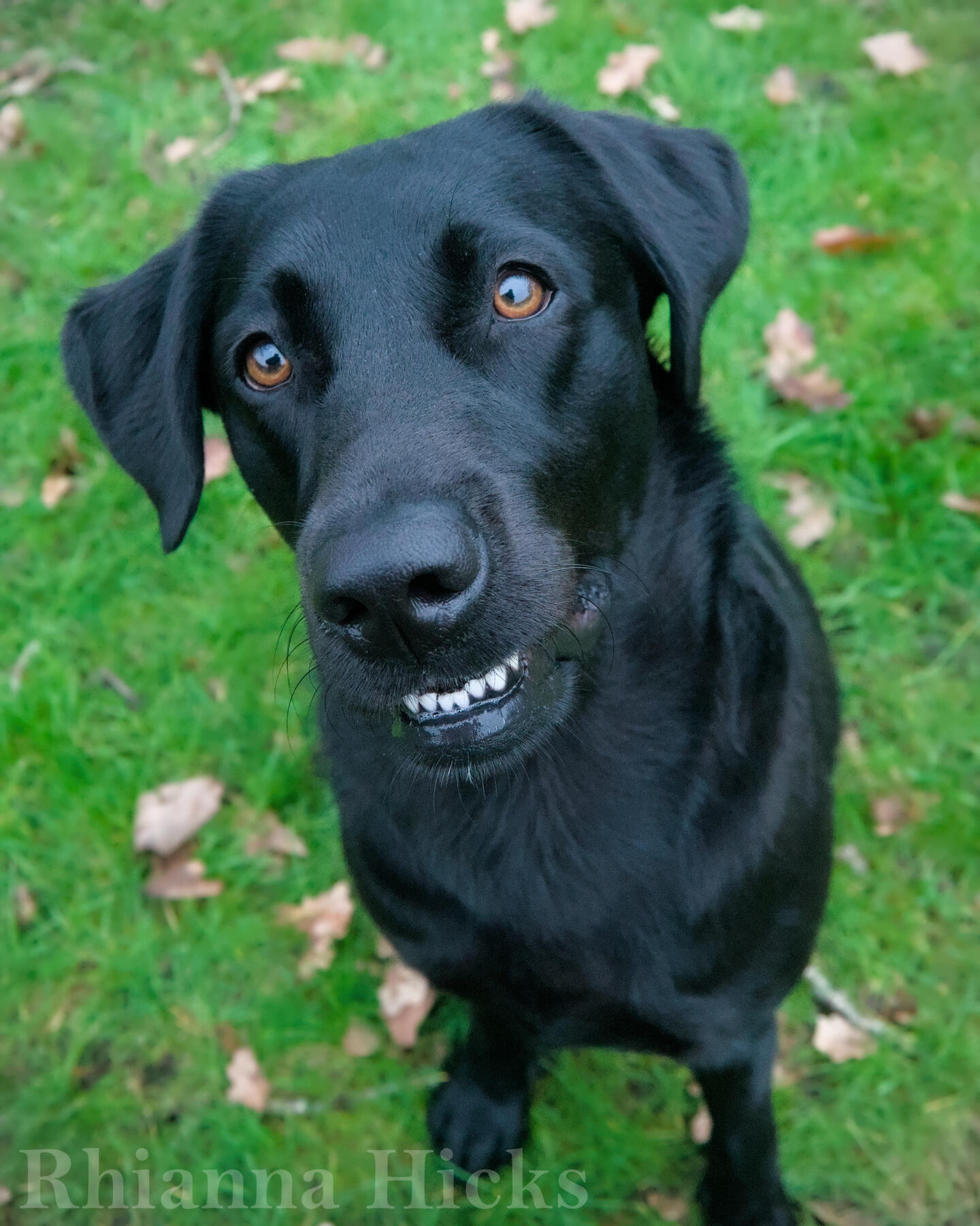 Black lab — full of personality