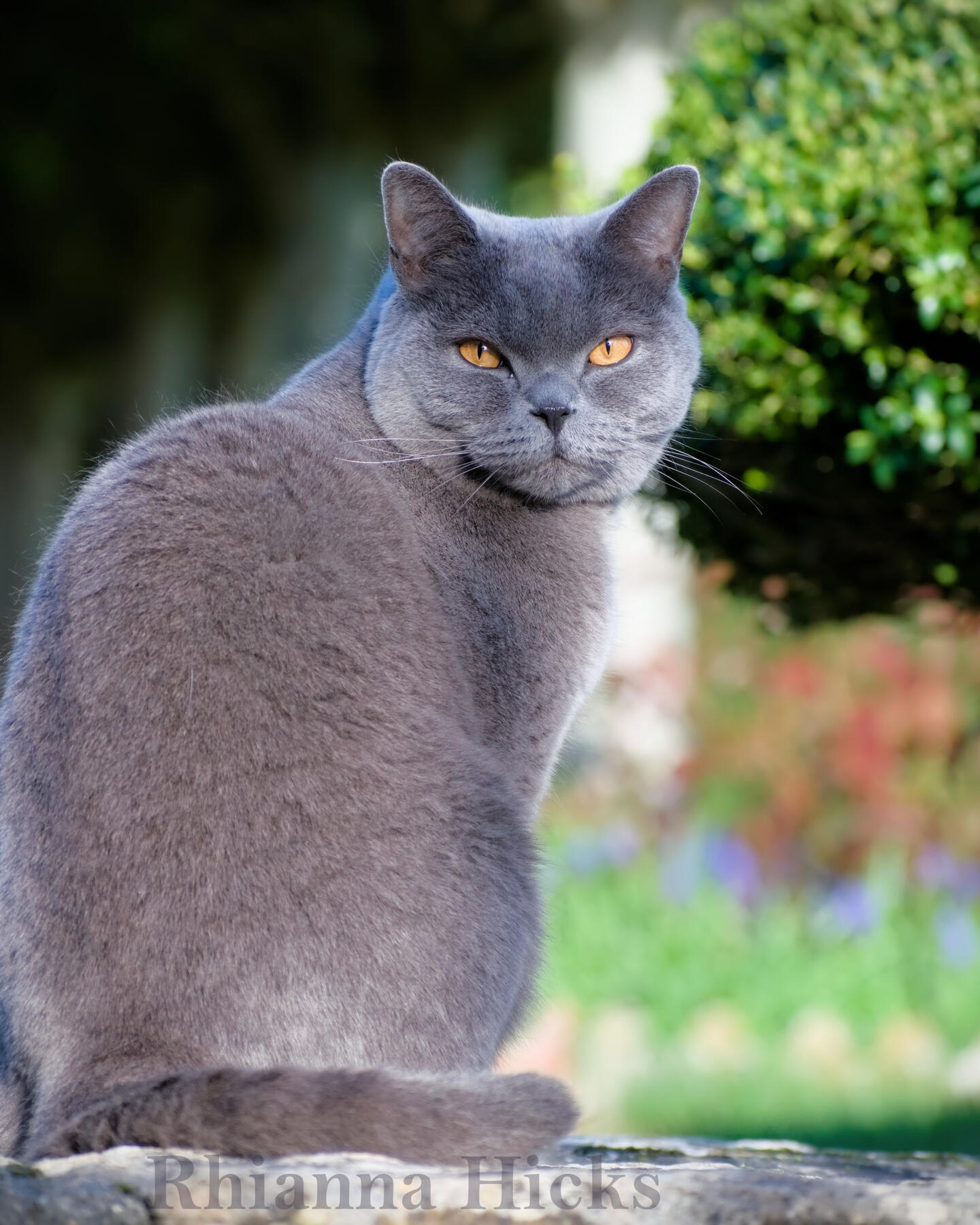 Curious cat — golden eyes